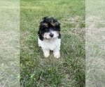 Small #40 Cavapoo-Poodle (Miniature) Mix