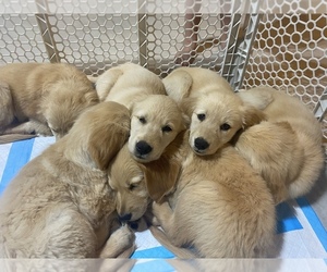 Golden Retriever Puppy for sale in MORROW, OH, USA