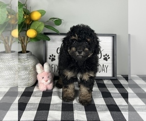 Bernedoodle (Miniature) Puppy for sale in FRANKLIN, IN, USA