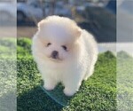 Small Pomeranian