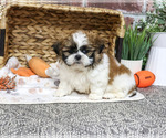 Lion - Male Shih Tzu Puppy for Sale - Photo #2