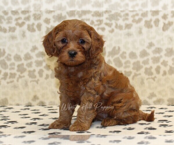 Medium Photo #1 Cavapoo Puppy For Sale in DENVER, PA, USA
