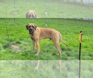 Father of the Mastiff puppies born on 04/13/2023