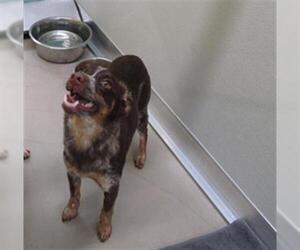 Mutt Dogs for adoption in Temple, TX, USA