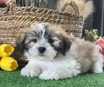 Small #3 La-Chon