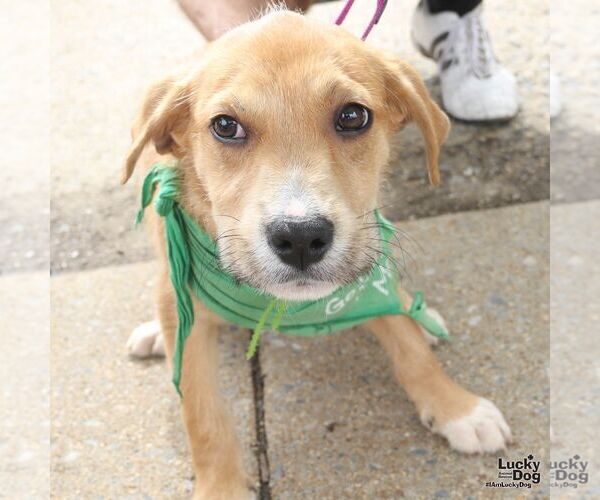 Medium Photo #4 Labrador Retriever-Unknown Mix Puppy For Sale in Washington, DC, USA