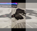 Small Photo #5 American Pit Bull Terrier-Unknown Mix Puppy For Sale in Chandler, AZ, USA