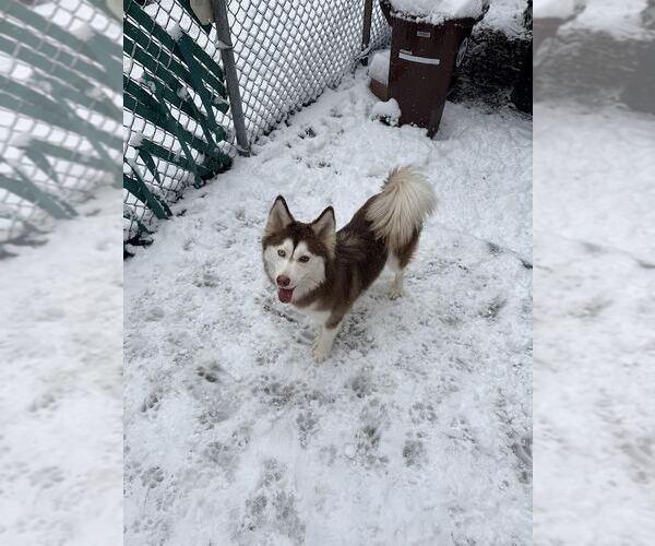 Medium Photo #2 Pomsky Puppy For Sale in Tenafly, NJ, USA