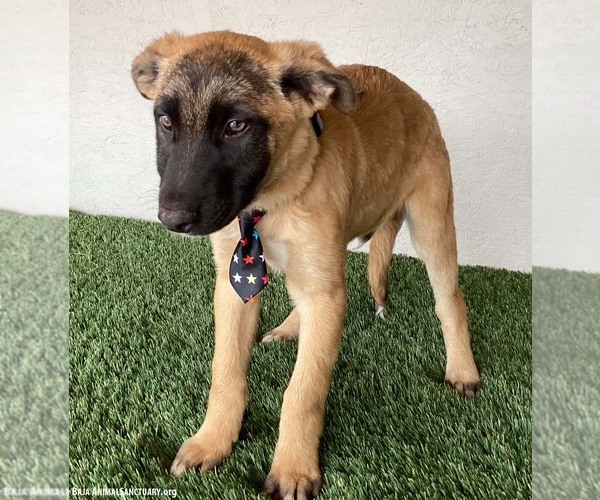 Medium Photo #3 Mutt Puppy For Sale in San Diego, CA, USA