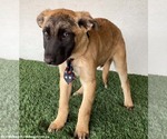 Small #2 Mutt