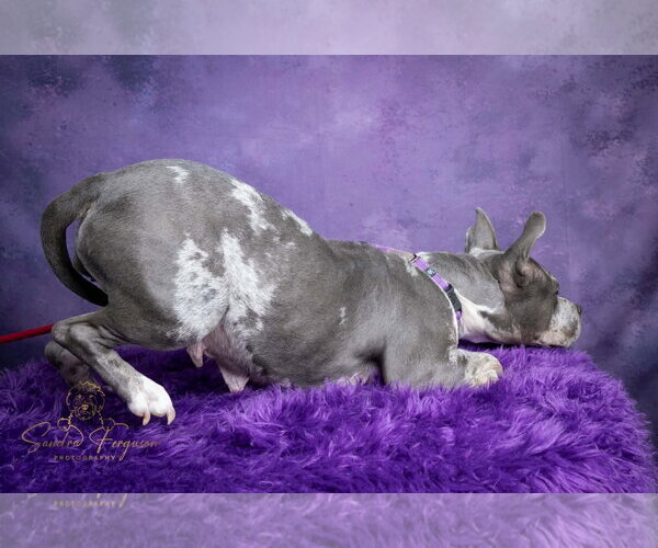 Medium Photo #7 Catahoula Leopard Dog-Unknown Mix Puppy For Sale in Munford, TN, USA