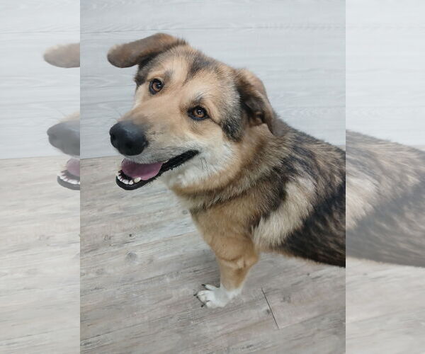 Medium Photo #6 German Shepherd Dog Puppy For Sale in Murfreesboro, NC, USA