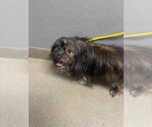 Maltese-Unknown Mix Dogs for adoption in Las Vegas, NV, USA
