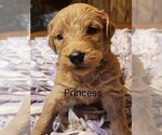Puppy Princess Goldendoodle