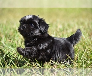 Shih Tzu Puppy for sale in PALM COAST, FL, USA