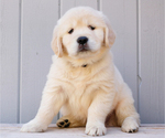 Small #4 Golden Retriever