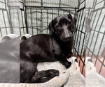 Small #1 Dachshund