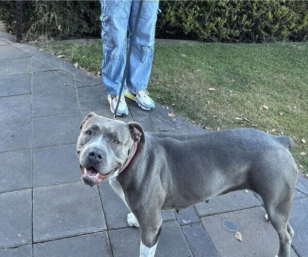 Medium Photo #3 American Pit Bull Terrier-Unknown Mix Puppy For Sale in Chandler, AZ, USA