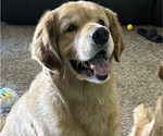 Small Photo #1 Golden Retriever Puppy For Sale in PEORIA, AZ, USA