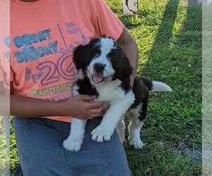 Saint Berdoodle Puppy for sale in ELKTON, KY, USA