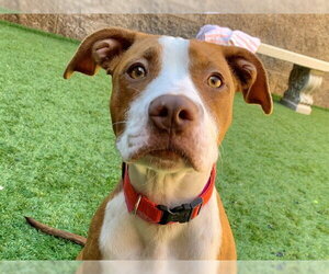 Mutt Dogs for adoption in Moreno Valley, CA, USA