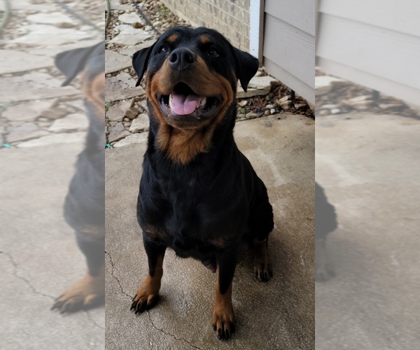 Medium Photo #4 Rottweiler Puppy For Sale in SAN ANTONIO, TX, USA
