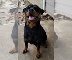Small Photo #4 Rottweiler Puppy For Sale in SAN ANTONIO, TX, USA
