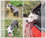 Small #1 American Pit Bull Terrier-Bull Terrier Mix