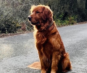 Father of the Golden Retriever puppies born on 04/19/2023