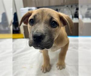 Border Collie-Unknown Mix Dogs for adoption in Baytown, TX, USA