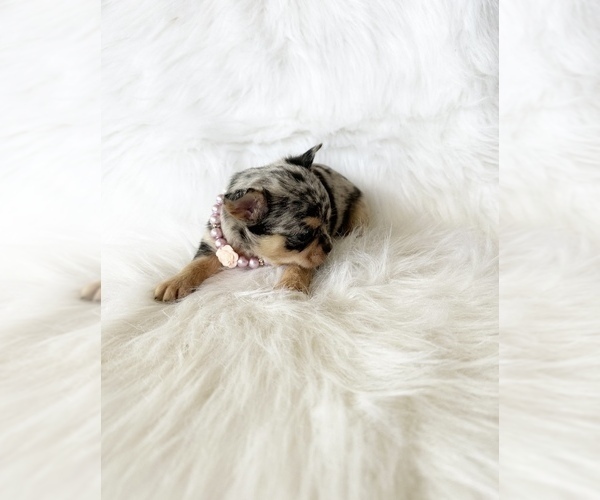 Medium Photo #8 Chihuahua Puppy For Sale in SACRAMENTO, CA, USA