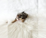 Small #7 Chihuahua