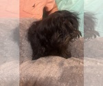 Small Photo #26 Lhasa Apso Puppy For Sale in BROOKLET, GA, USA