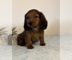 Dachshund Puppy for sale in FRANKLIN, IN, USA