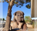 Small #10 French Bulldog