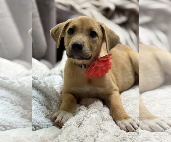 Medium Photo #4 Labrador Retriever-Unknown Mix Puppy For Sale in Phoenix, AZ, USA