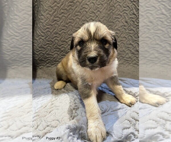 Medium Photo #14 Anatolian Pyrenees Puppy For Sale in CULDESAC, ID, USA