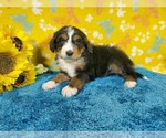 Small Photo #80 Bernedoodle Puppy For Sale in COLORADO SPRINGS, CO, USA