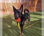 Small Shepweiller