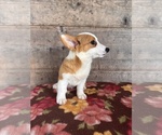 Small #14 Pembroke Welsh Corgi
