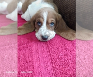 Basset Hound Puppy for sale in MAUMEE, OH, USA