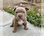 Ivy - Female Bulldog Dog for Adoption - Small photo