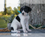 Puppy Arrow Great Dane