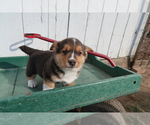 Pembroke Welsh Corgi Puppy for sale in GRAND RAPIDS, MI, USA