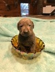 Small #25 Labrador Retriever