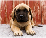 Small #3 Mastiff