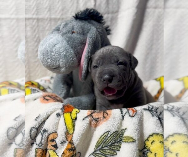 Medium Photo #1 American Pit Bull Terrier Puppy For Sale in Belleville, MI, USA