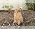 Small Photo #5 Maltipoo Puppy For Sale in MILLERSBURG, IN, USA