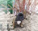 Small Photo #8 French Bulldog Puppy For Sale in HOLLYWOOD, CA, USA