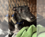 Small #4 Greyhound